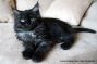 Kitten of Maine Coon Castle