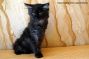 Kitten of Maine Coon Castle