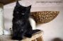 Kitten of Maine Coon Castle