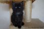 Kitten of Maine Coon Castle
