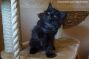 Maine Coon blue Boy