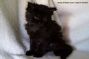 Kitten of Maine Coon Castle