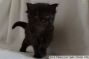 Maine Coon Baby