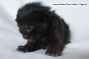 Maine Coon Kitten