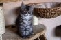 Kitten of Maine Coon Castle