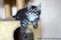 Kitten of Maine Coon Castle