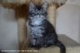 Kitten of Maine Coon Castle