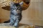 Maine Coon blue Boy