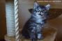 Kitten of Maine Coon Castle