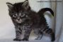 Kitten of Maine Coon Castle