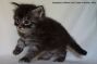 Maine Coon Kitten