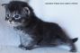 Maine Coon Kitten