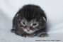 Maine Coon Kitten