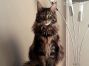 Maine Coon Katze 1,3 Jahre alt
