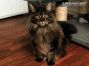 Maine Coon Katze 10 Monate alt, 6,2 Kg