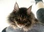 Maine Coon Katze 9 Monate alt