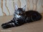 XXL Female Maine Coon Kitten 12 Wochen alt