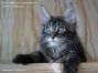 XXL Female Maine Coon Kitten 12 Wochen alt