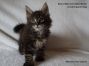 Maine Coon Baby 8 Wochen alt