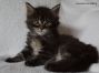 Maine Coon Baby