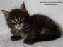 XXL Female Maine Coon Kitten 5 Wochen alt, 804g