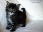 Maine Coon Baby 1 Monat alt, 565g