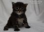 Maine Coon Baby 21 Tage alt, 421g