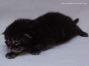 Maine Coon Kitten