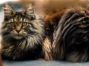Maine Coon 10 Monate alt