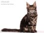 Female Maine Coon Kitten 15 Weeks old