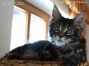 Female Maine Coon Kitten 14 Weeks old