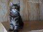 Maine Coon Baby 12 Wochen alt