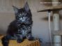 Maine Coon Baby 10 Wochen alt