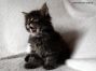 Maine Coon Baby 5 Wochen alt, 714g
