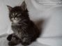 Maine Coon Baby 5 Wochen alt, 714g