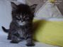 Maine Coon Baby 1 Monat, 569g