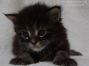 Maine Coon Baby 21 Days, 446g