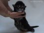 Maine Coon Kitten 7 Tage alt