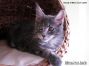 Female Maine Coon Kitten 14 Wochen