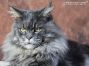blue-tabby cl Maine Coon Kater