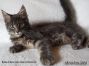 Maine Coon Kitten 14 Wochen alt