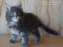 Maine Coon Baby 6 Wochen alt