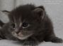 Maine Coon Baby 21 Tage alt, 475g