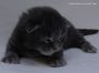 Male Maine Coon Kitten