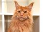 red male Maine Coon Kitten