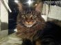 Maine Coon Youngster