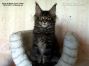 Maine Coon Baby
