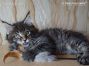 Maine Coon Baby