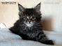 Maine Coon Baby