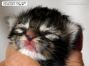 Maine Coon Baby